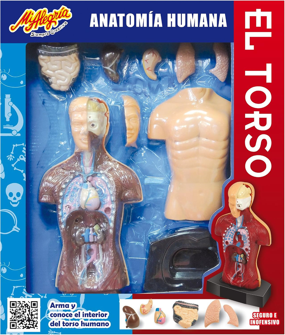 Mi Alegría Kit Ciencia Anatomía Humana - El Torso